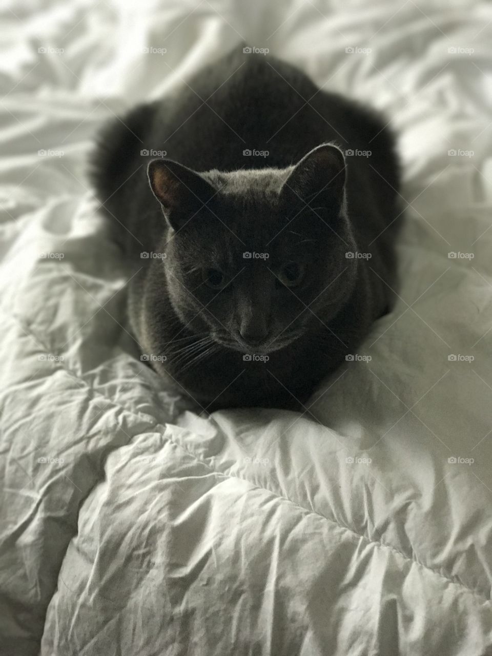 Cat on the bed 