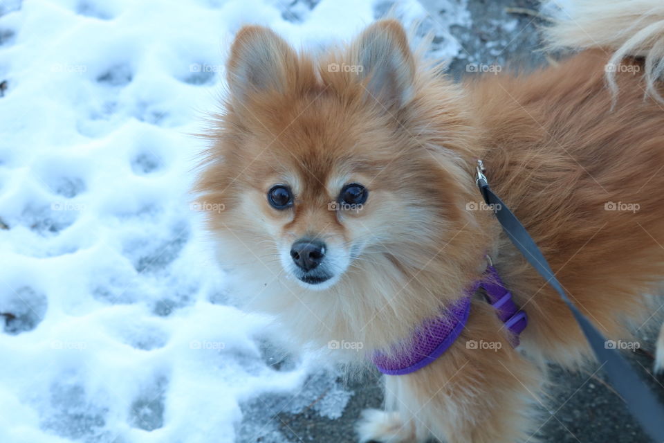 Sweet snow girl