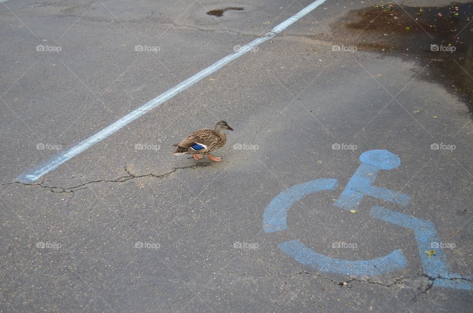 Duck in a handicap spot