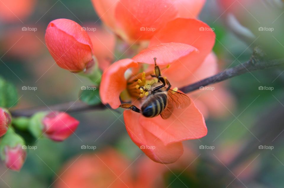 Bee on Flower