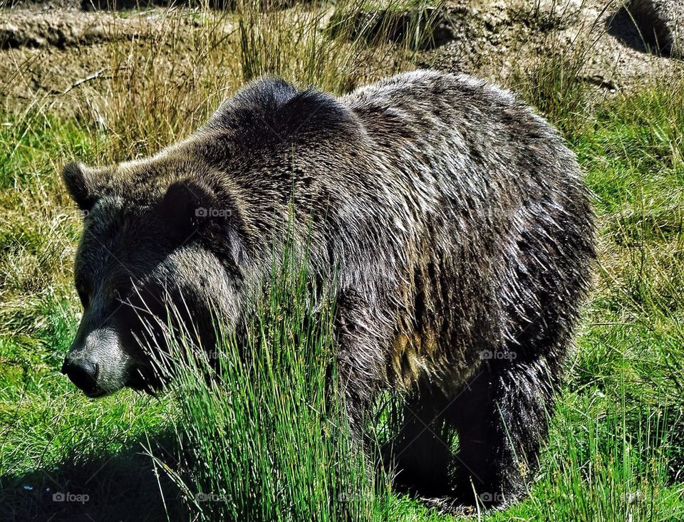 Black bear in its natural habitat