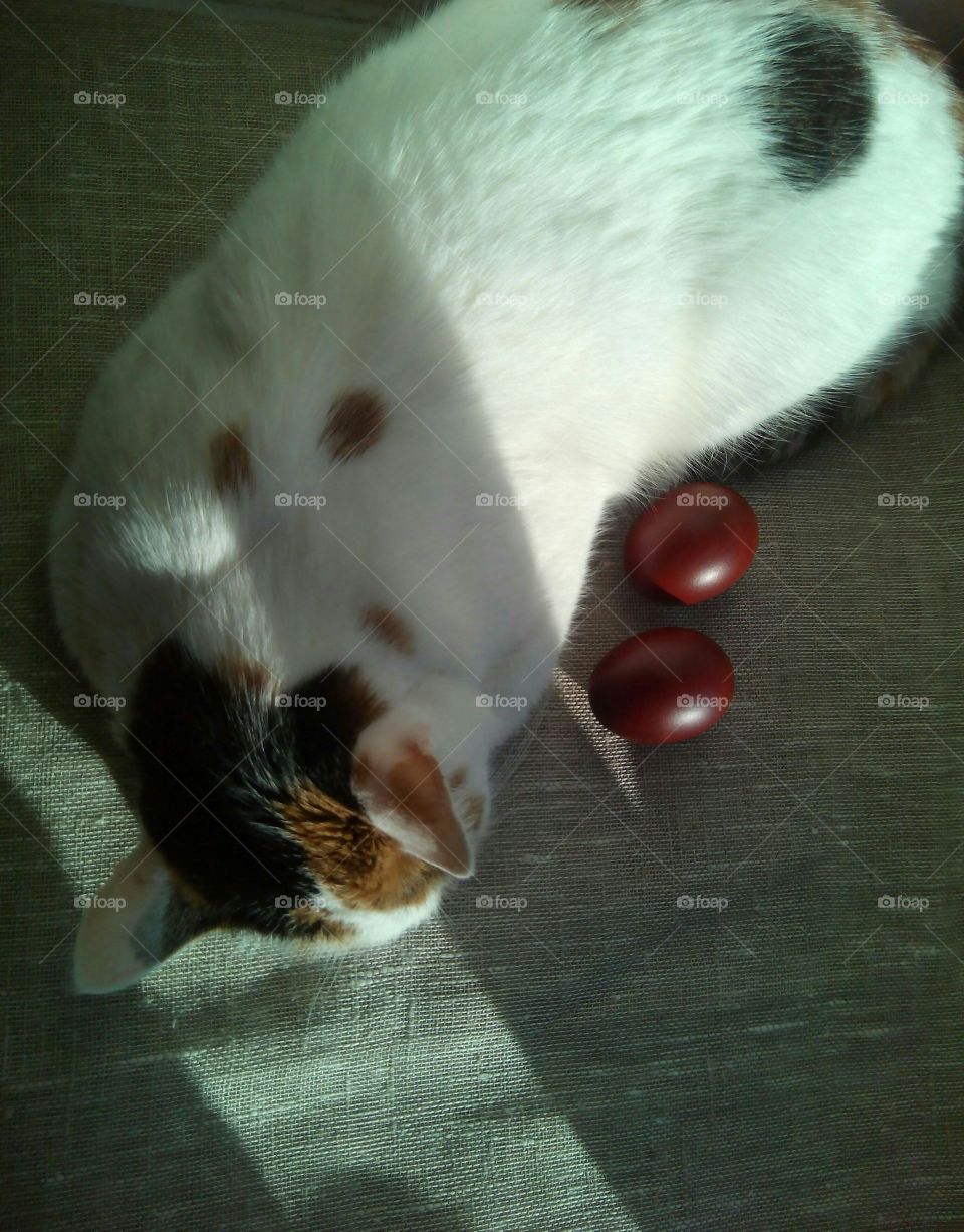 cat sleep and red eggs