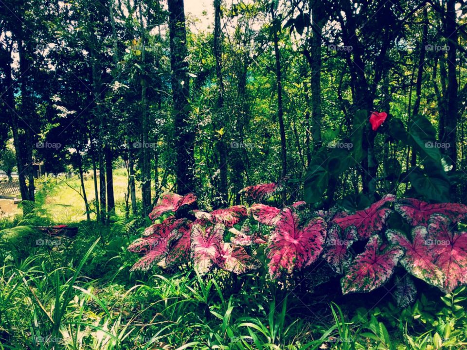 Tinhorão colorindo a breve sombra.