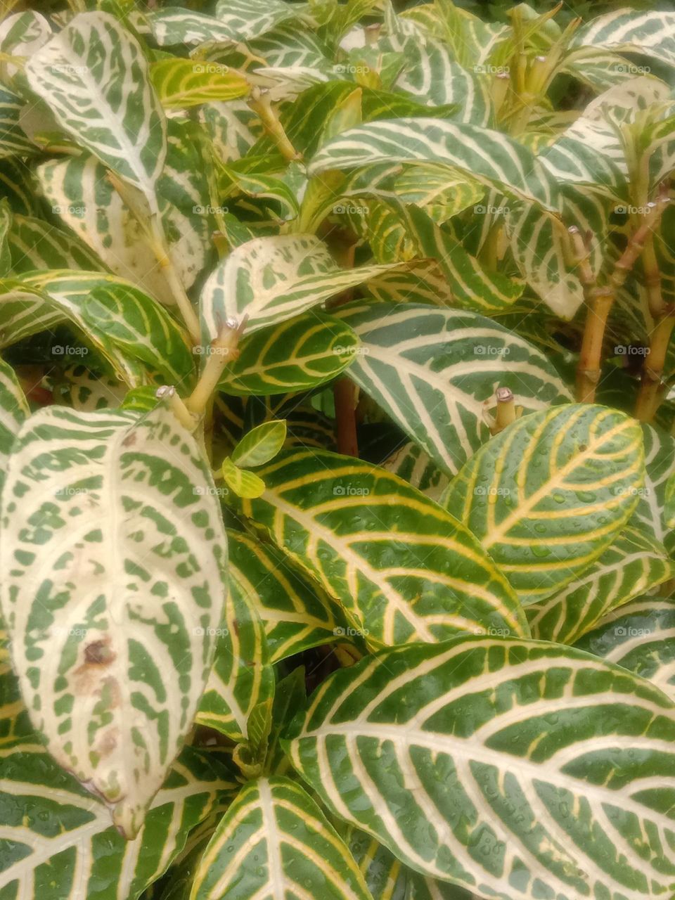 all good and all green 💚🌍🤗