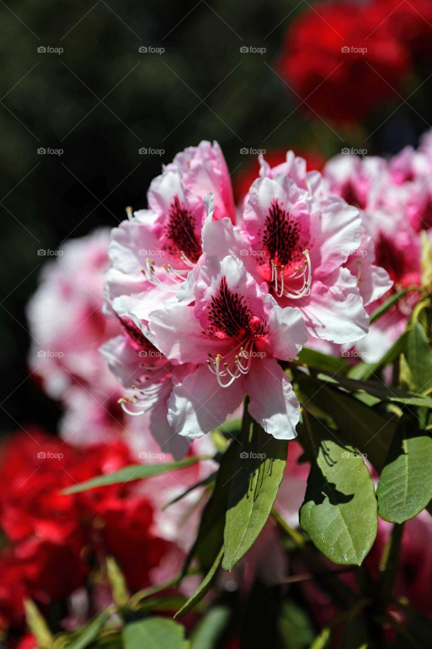 White Pink Rhododendron