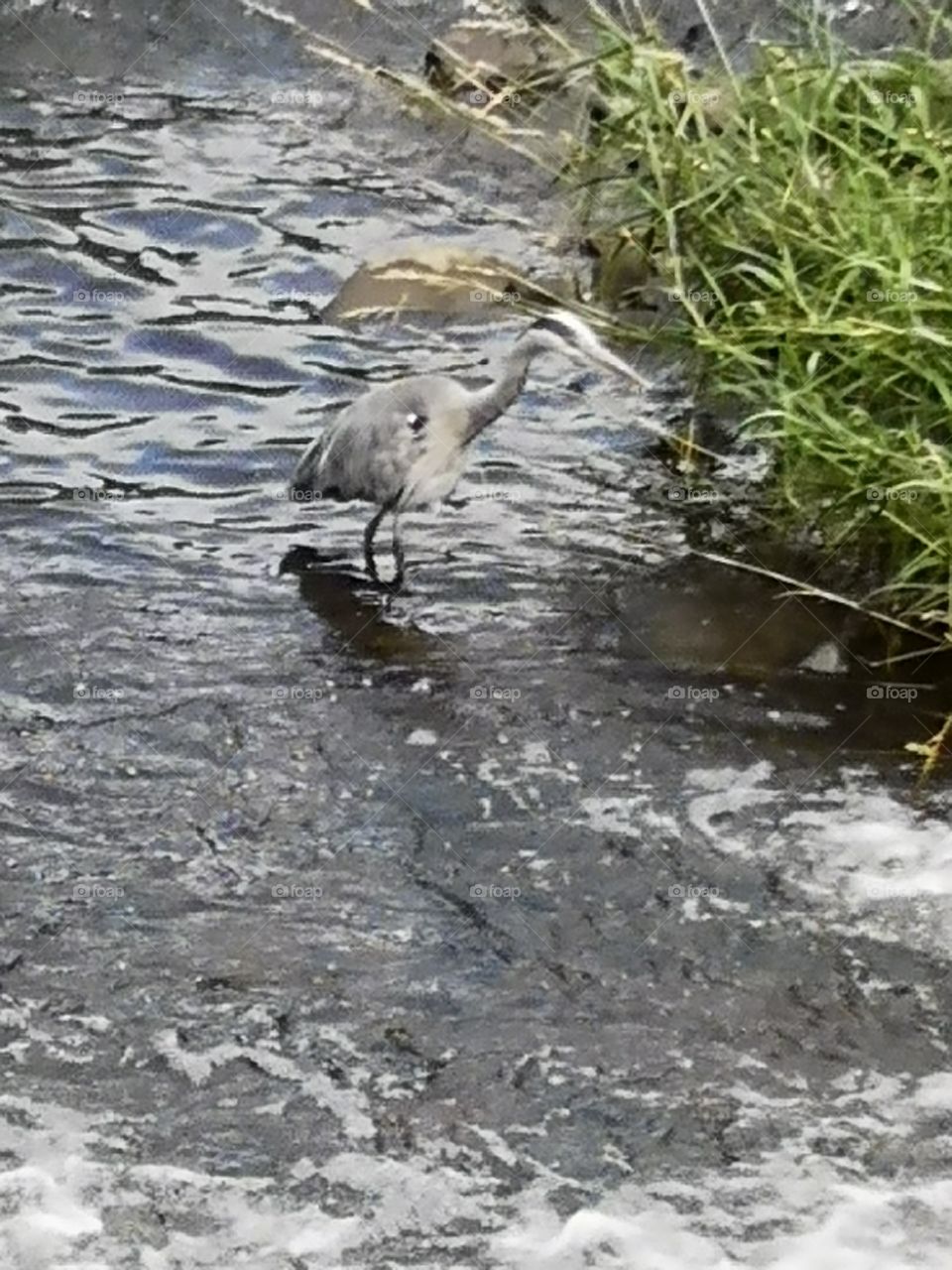 The magestic heron