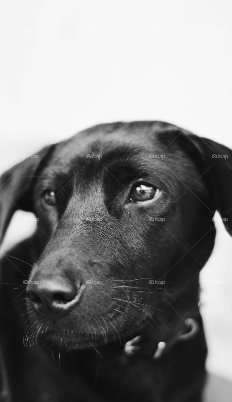 Monochrome Portrait of black dog