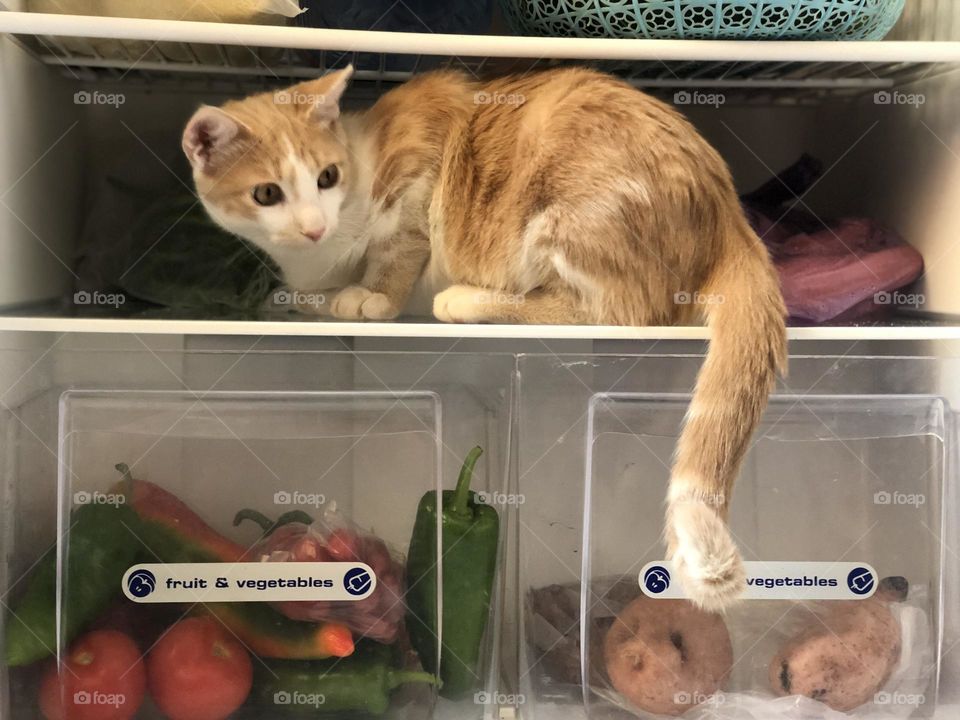 Beautiful and cute cat in the fridge looking at camera.