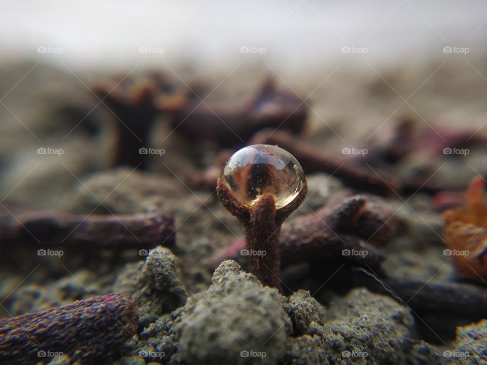 a drop of water on a piece of clove.