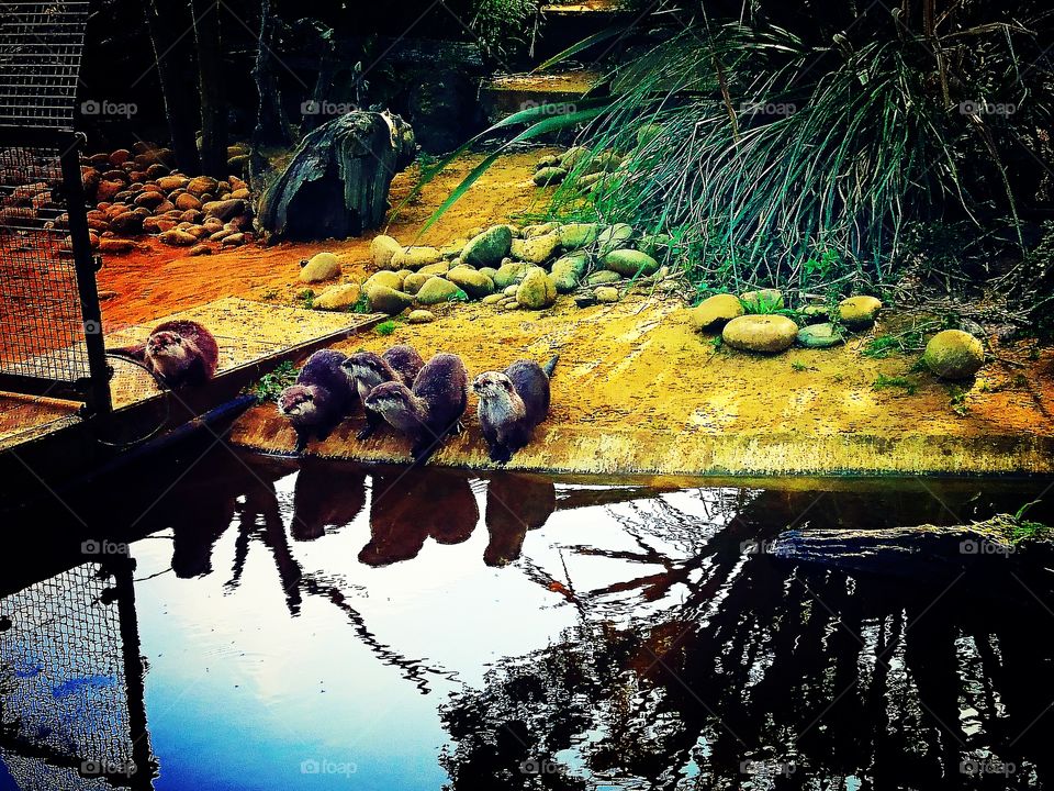 otters