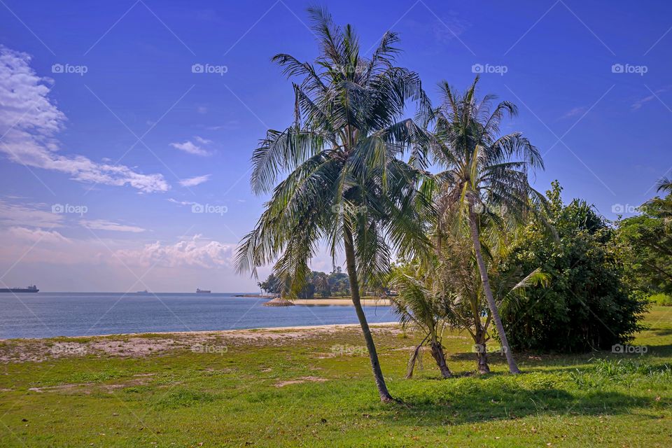Coconut tree by The Sea