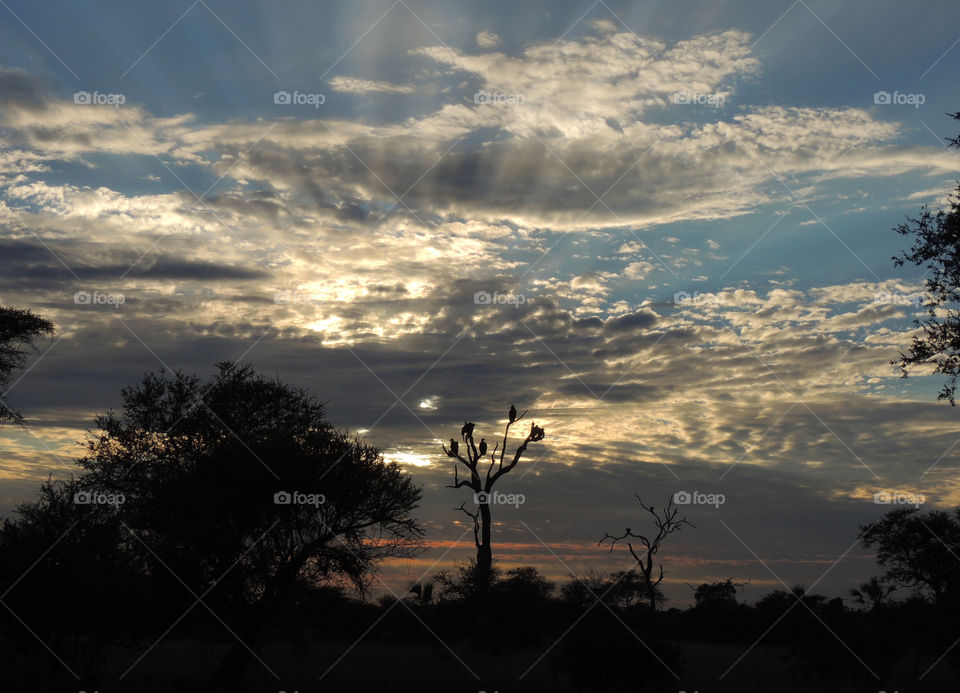 Vultures silhouetted in a dead tree in front of an African sunset