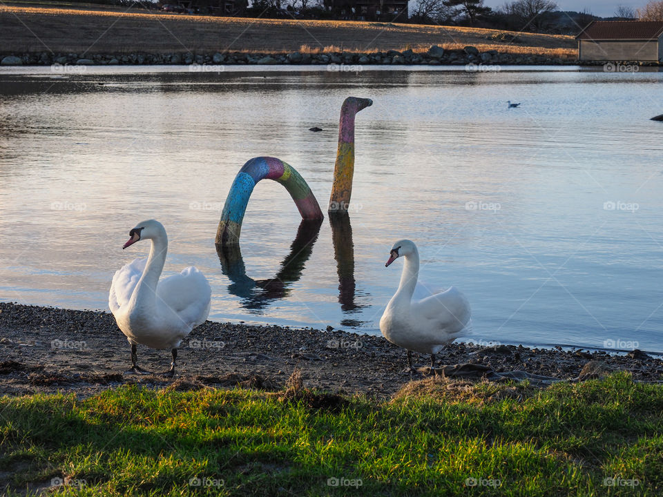 Swans and sea monster. 