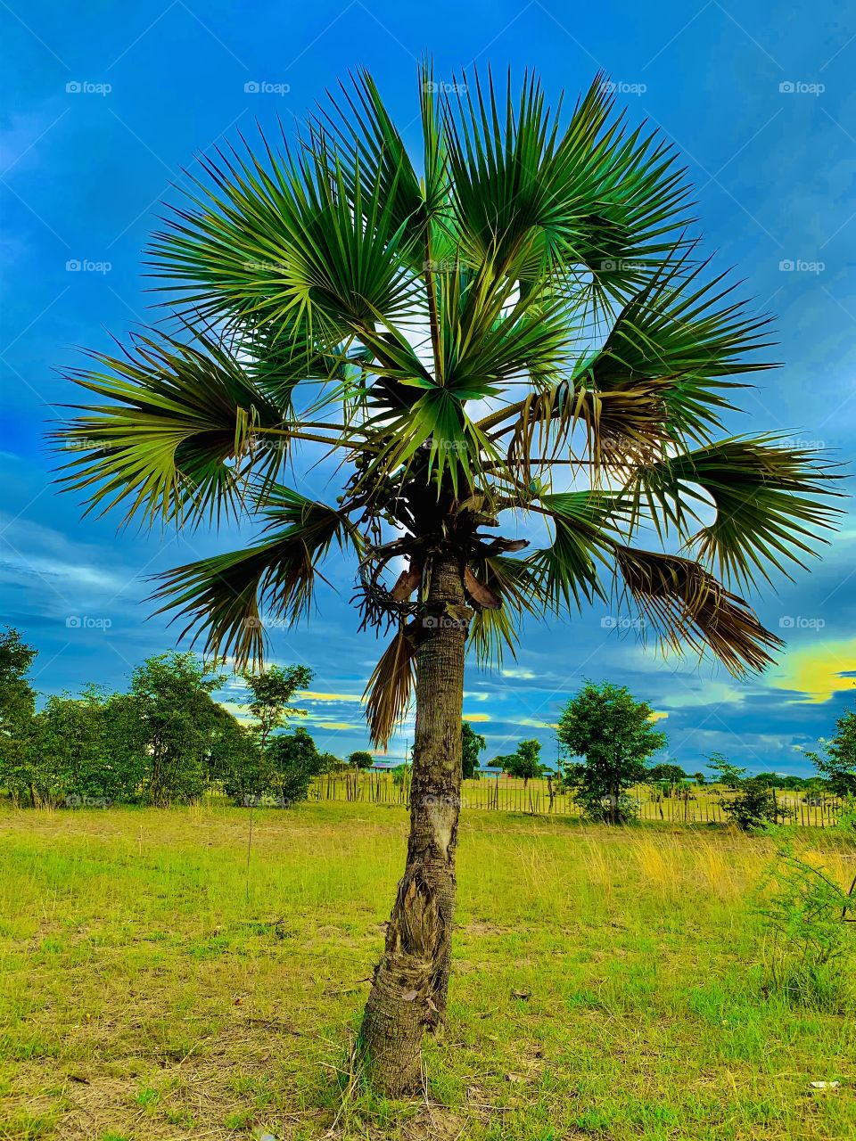 A small palm tree in our farmyard, I’ve watched it grow to date and it’s now bearing fruits. 