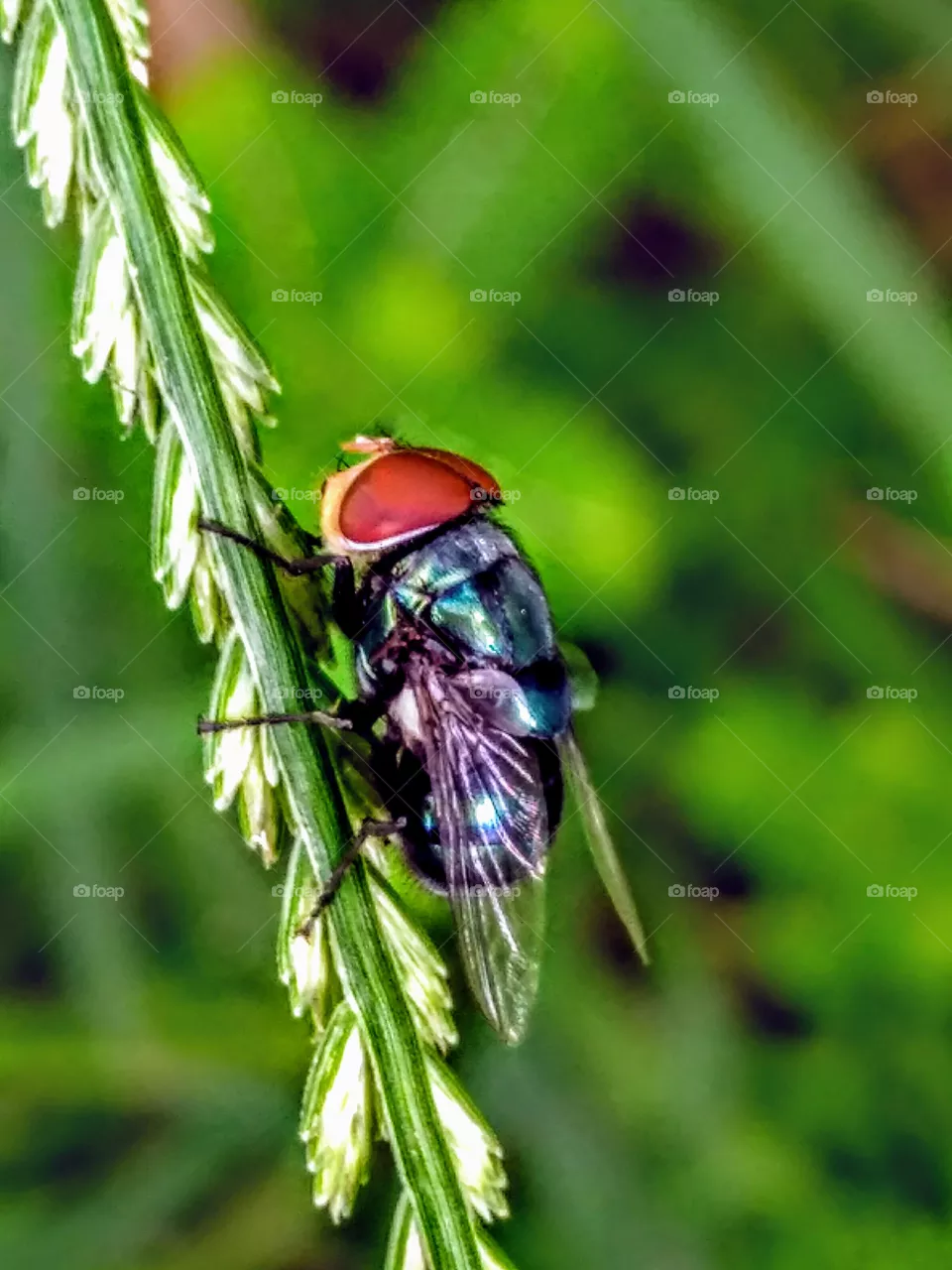 fly
