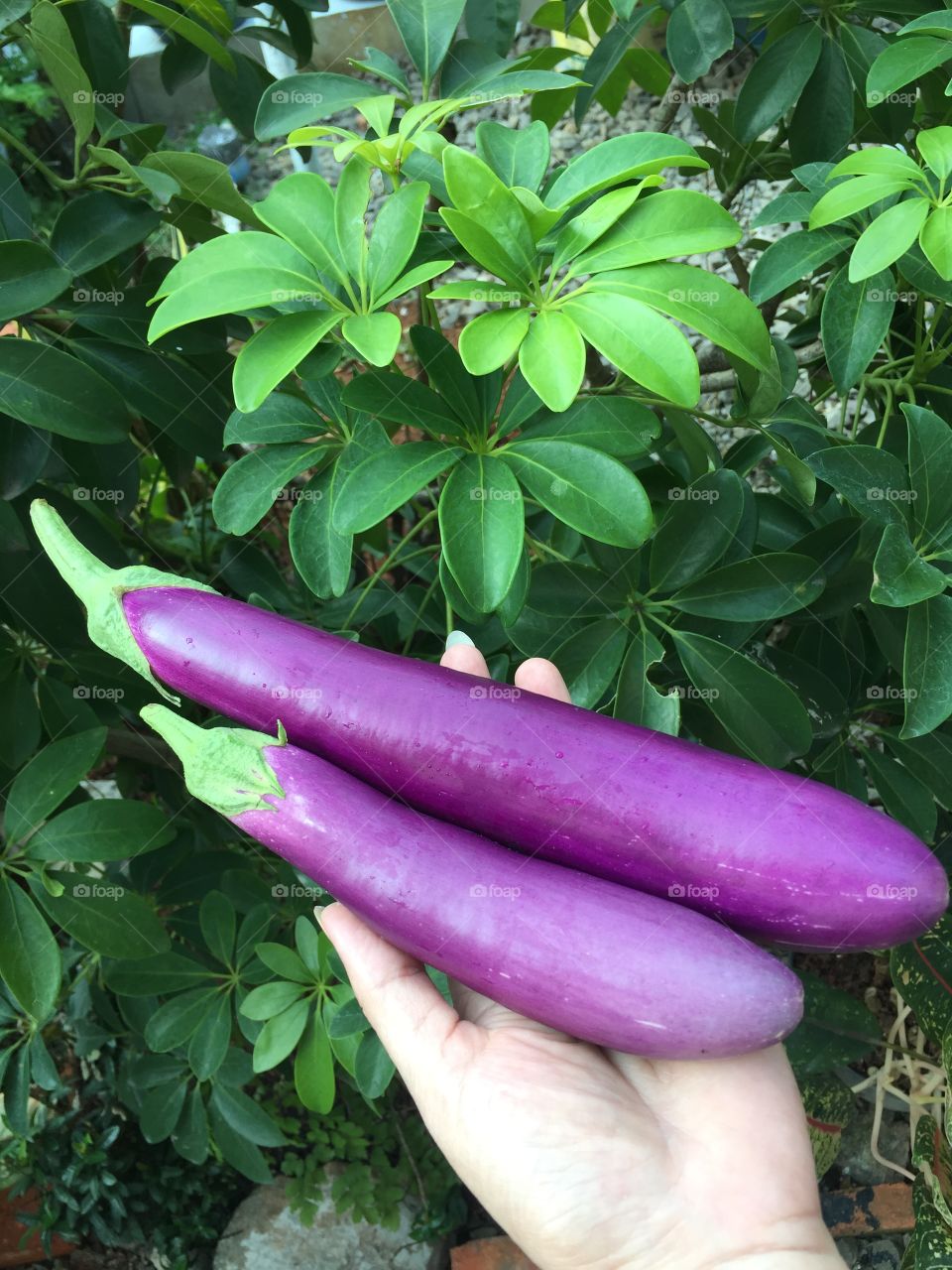 eggplants 
