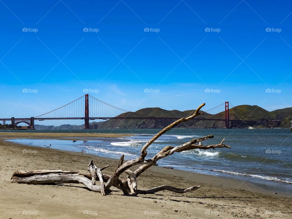 View of the Golden Gate Bridge from the beach at Crissy Field in San Francisco California, beautiful piece of driftwood in the foreground with soft sand and calm surf on a stunning warm clear day