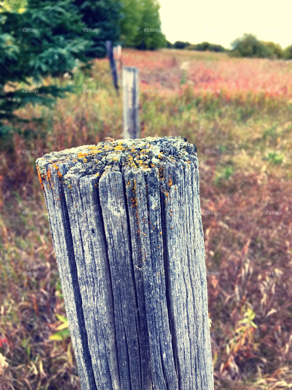 Fence post with moss and lichen 