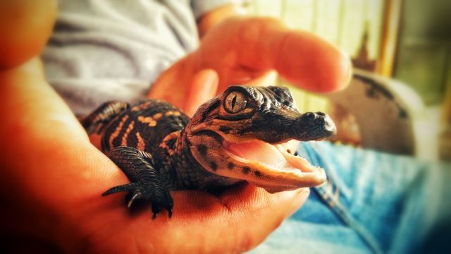 Reptile, One, No Person, Nature, Portrait