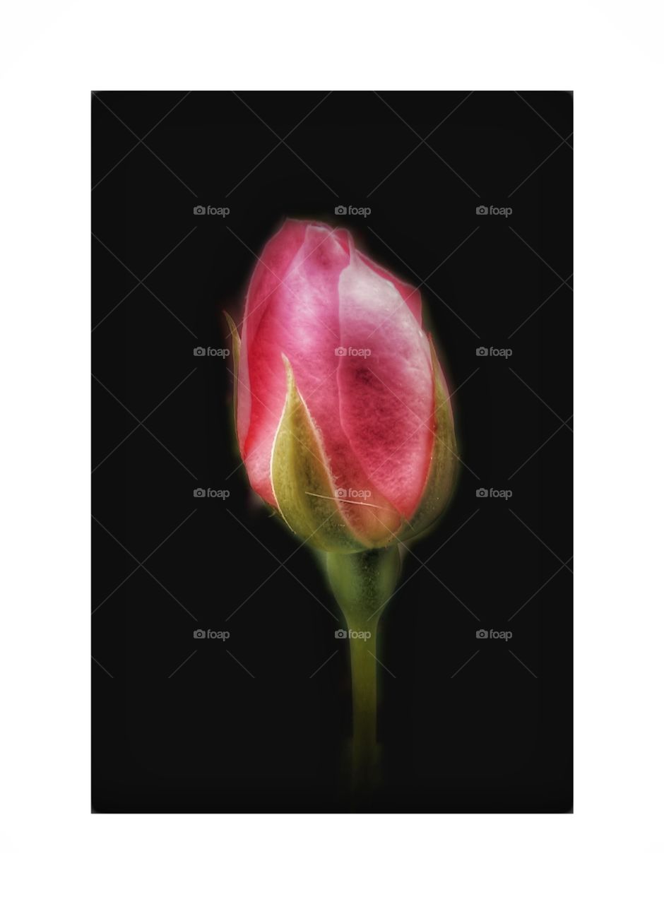 Close pink rose petal