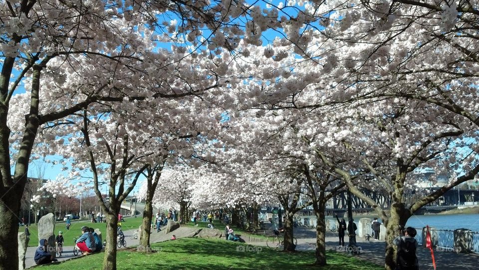 Cherry blossoms