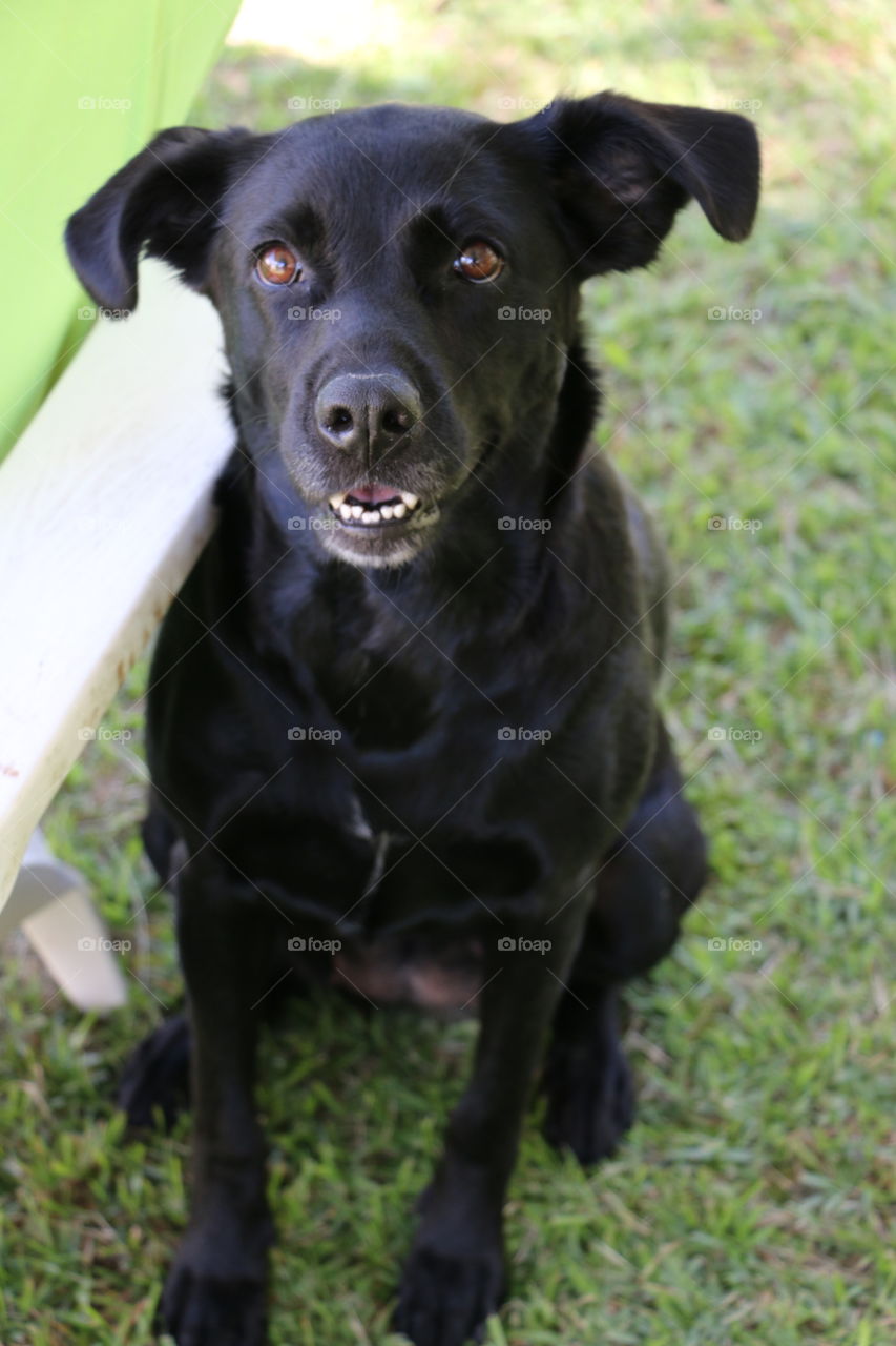 Black Lab Dog