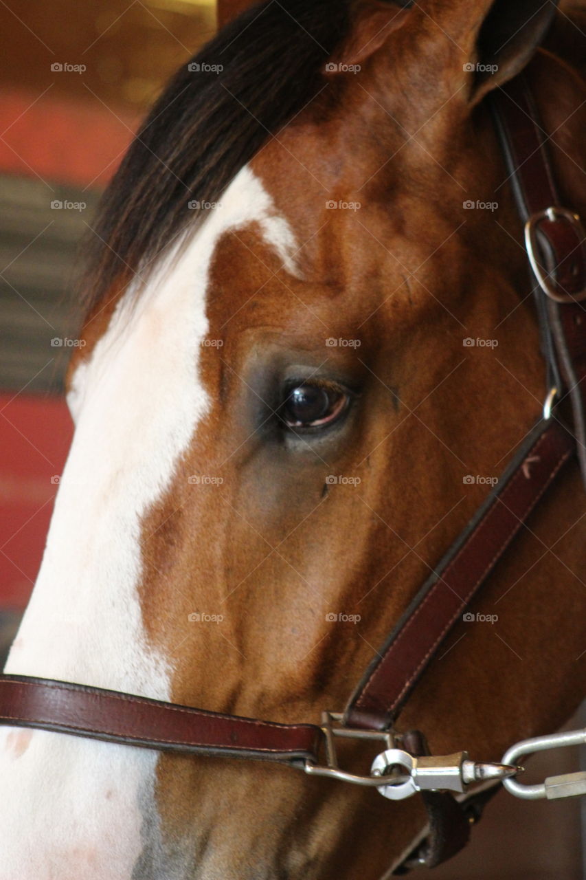 Close up of the eye of Seattle the Clydesdale