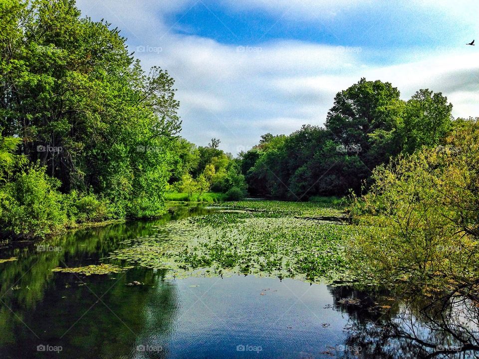 Clark duck pond . Clark duck pond 