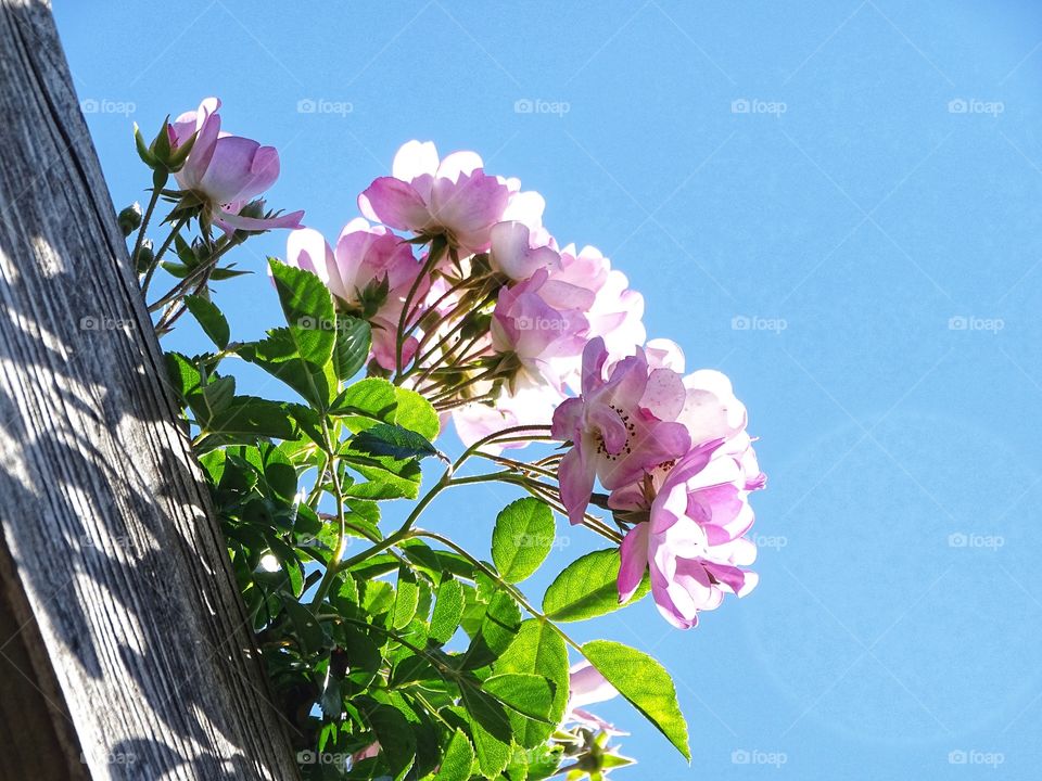 The beauty of flowers