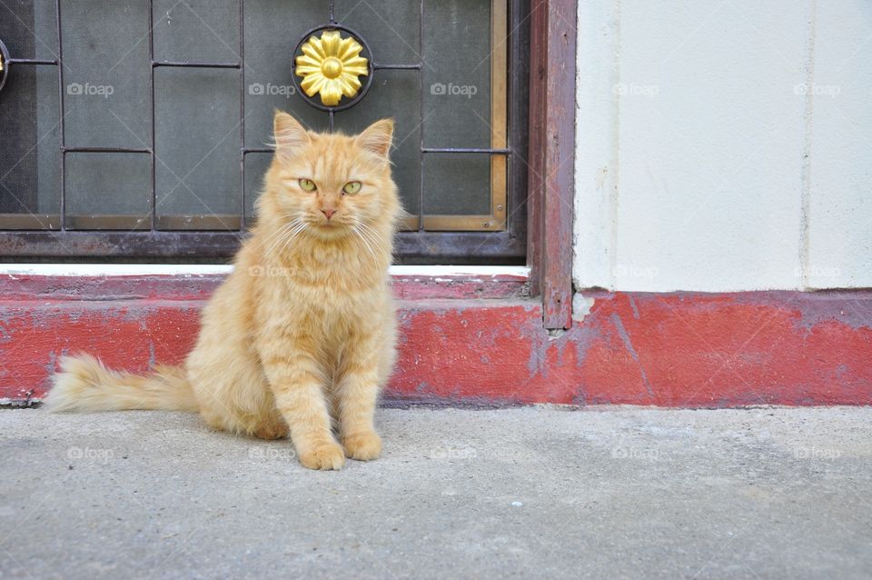 Cat, Street, Portrait, No Person, Animal