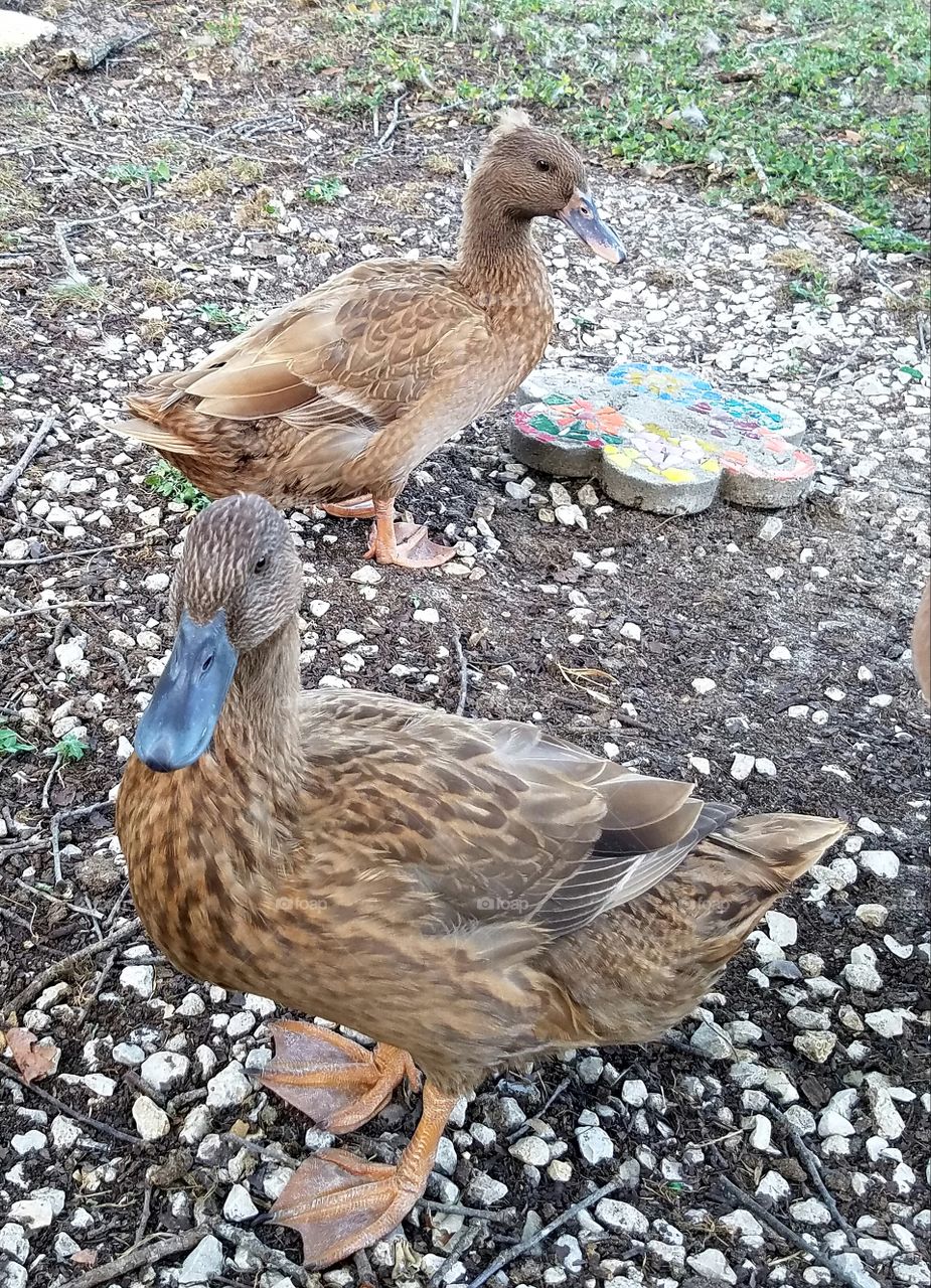 khahki cambell ducks