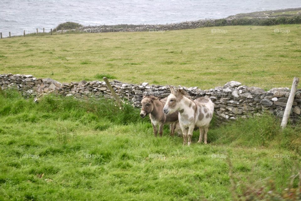 Two donkeys by wall