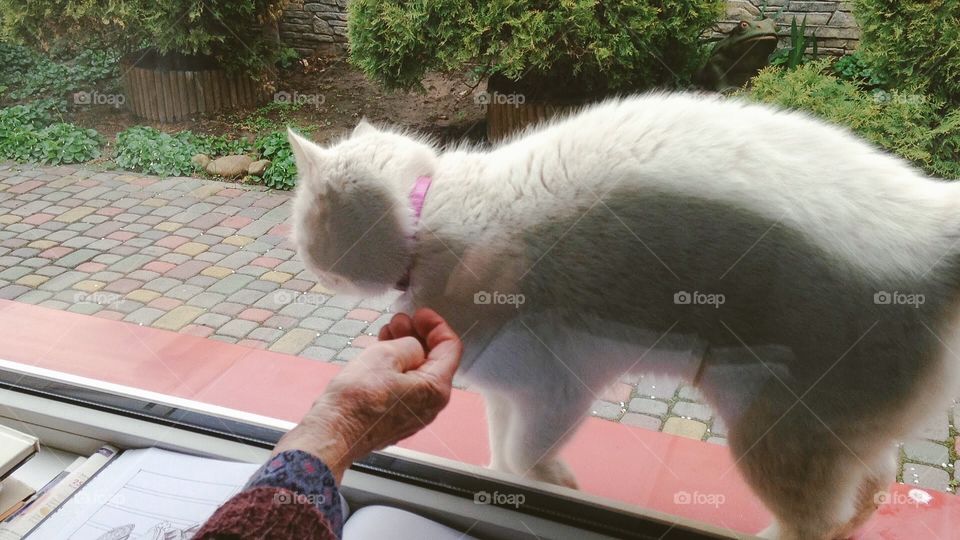 Lovely grandma trying to touch white kitty outside the window. Cute kitty, trying to get some love through the glass. 