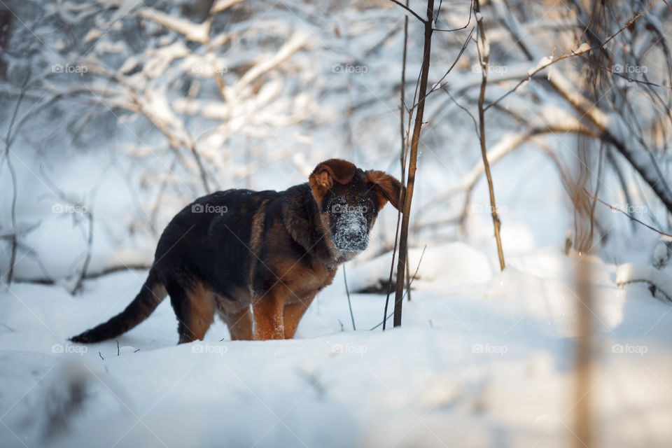 Red cute german shepard 3-th months puppy portrait at snow at the winter