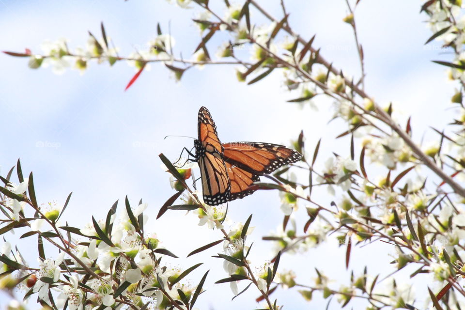 Monarch Butterfly