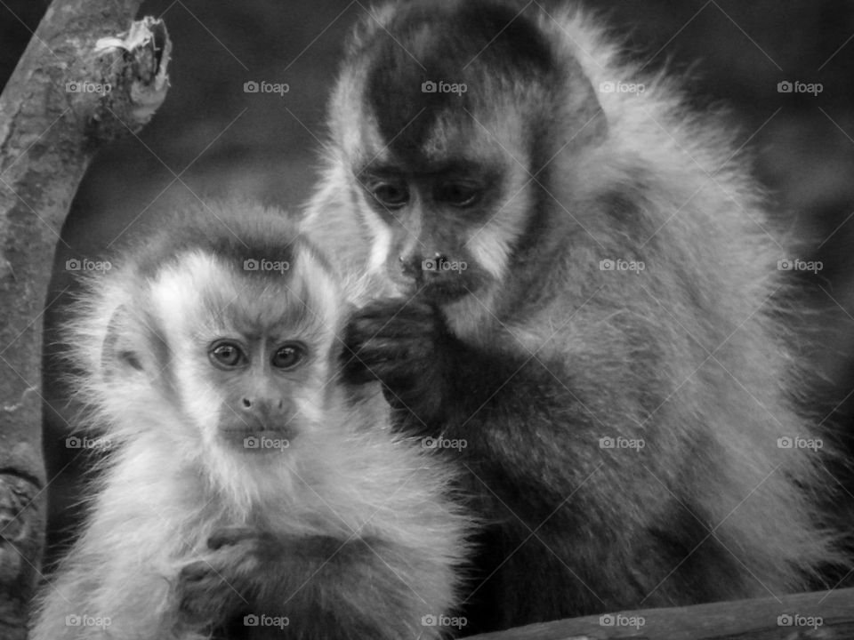 Mother and baby monkey grooming 