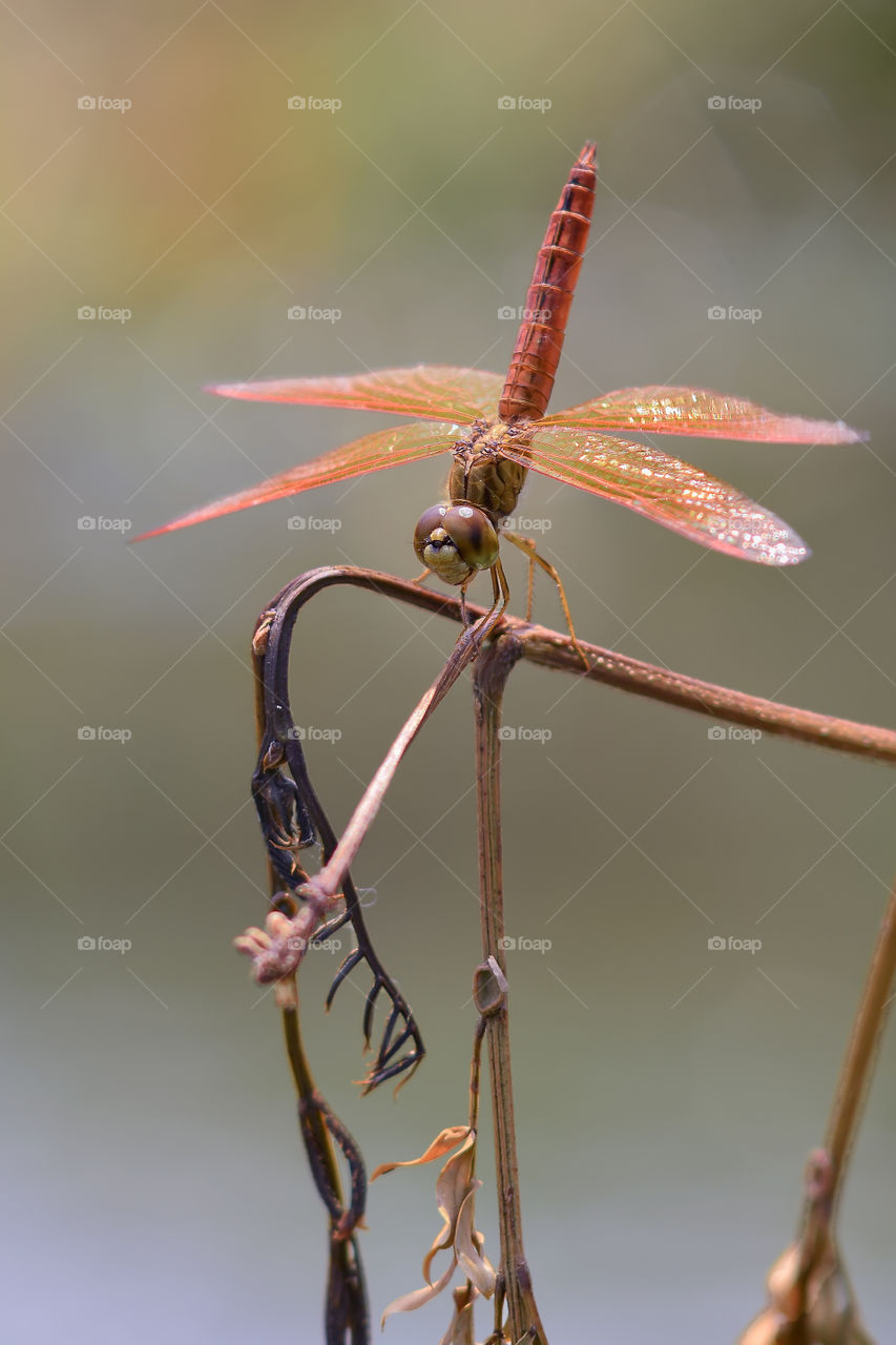 lonely dragonfly