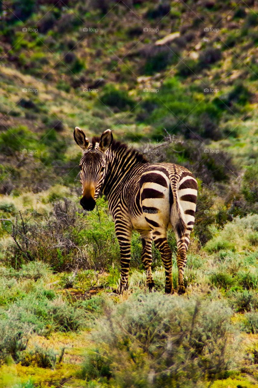 Mountain Zebra in Karoo south Africa 