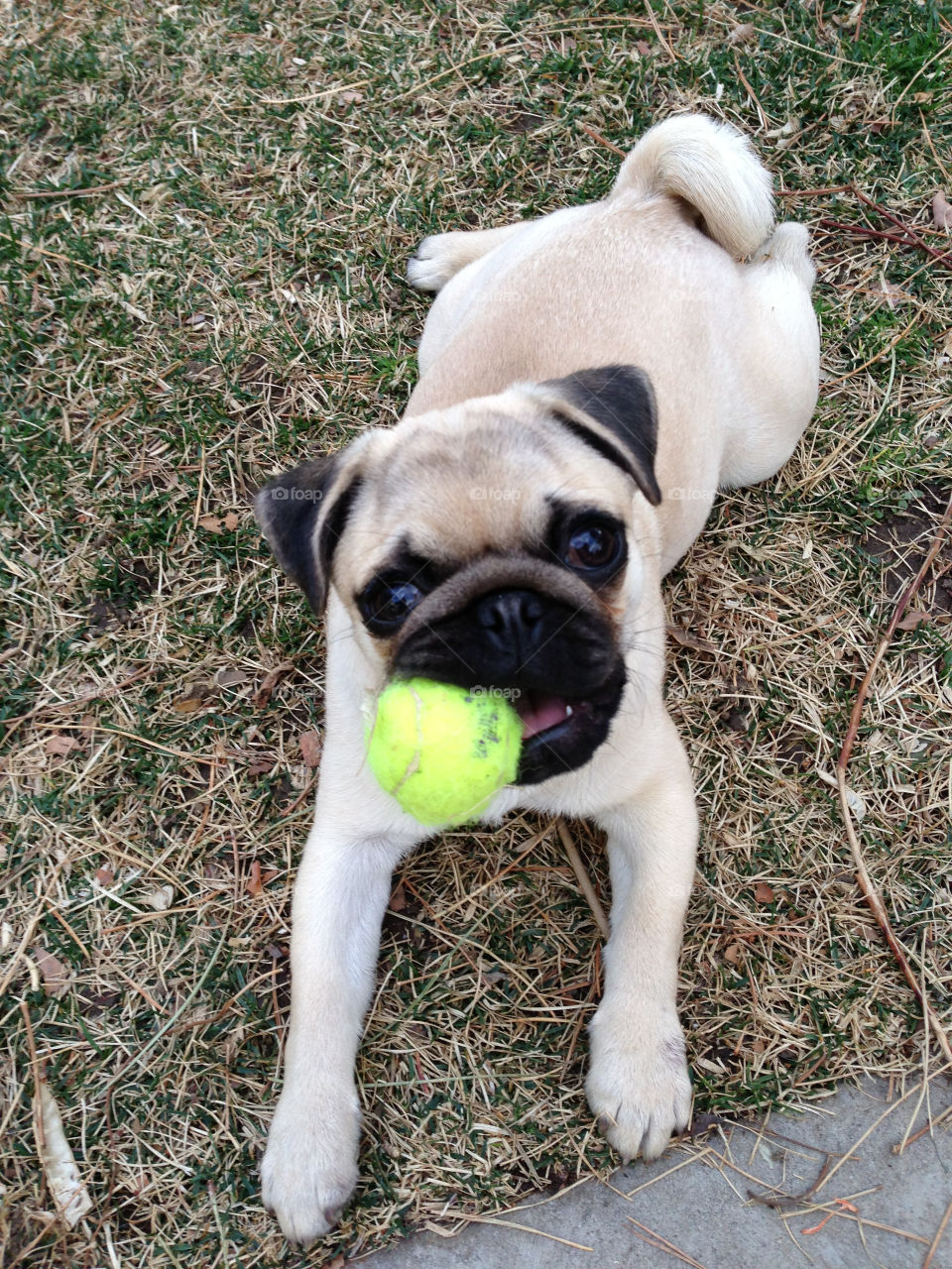 grass play dog fun by melody