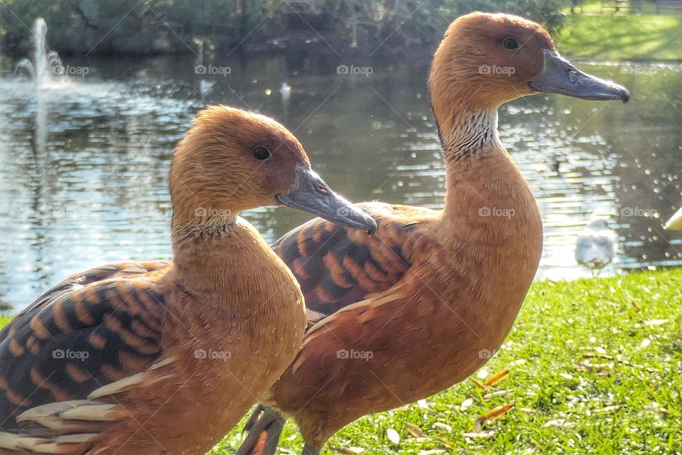 Two ducks in a park