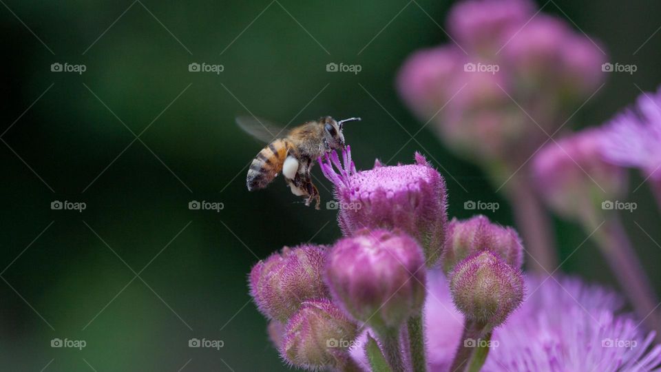 Bee hovering by purple flowers