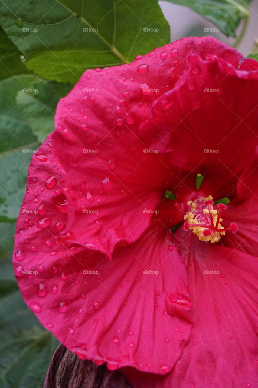 Dew drops on hibiscus petals. 