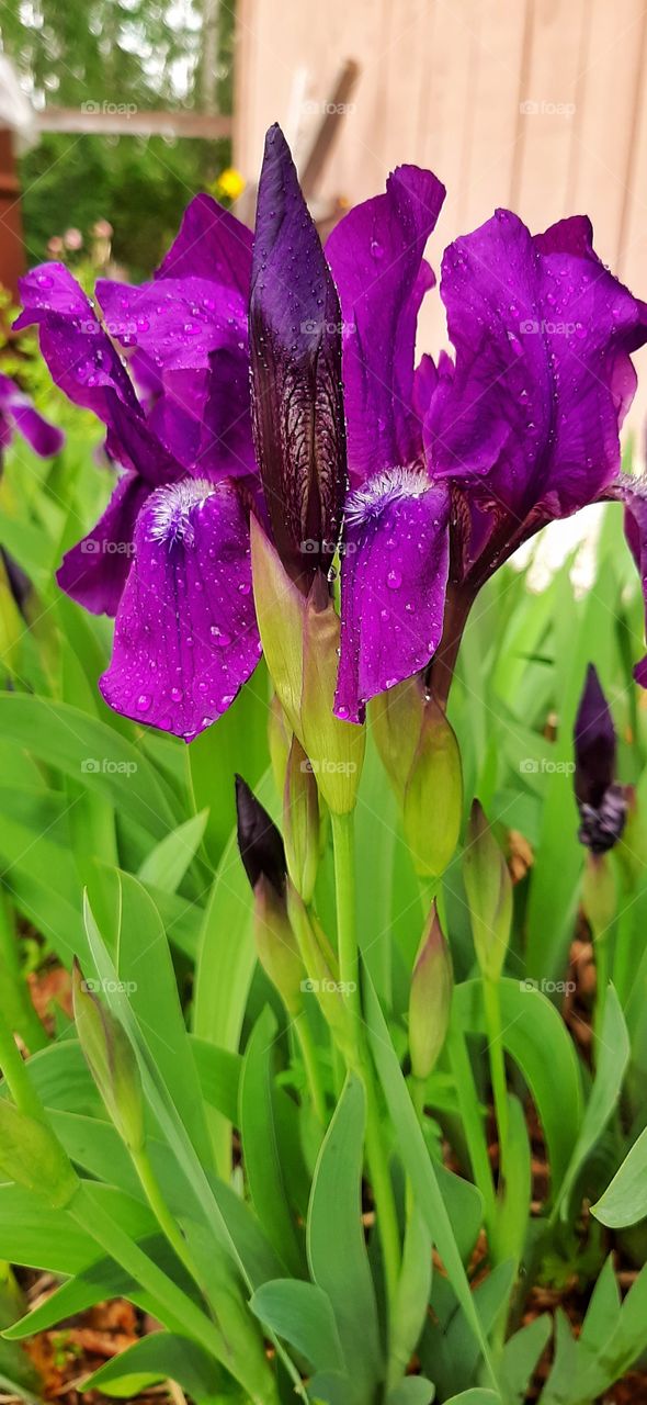 сиреневый цветок с каплями дождя