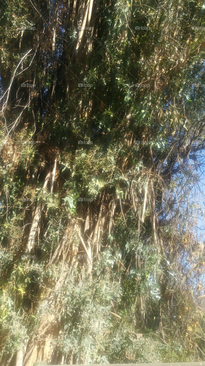 Nature, Tree, Wood, Leaf, Flora