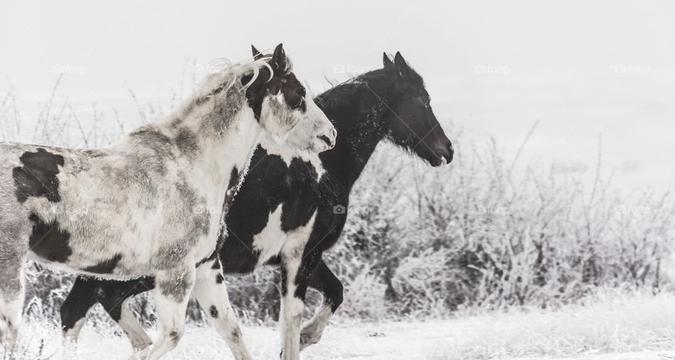Snow ponies