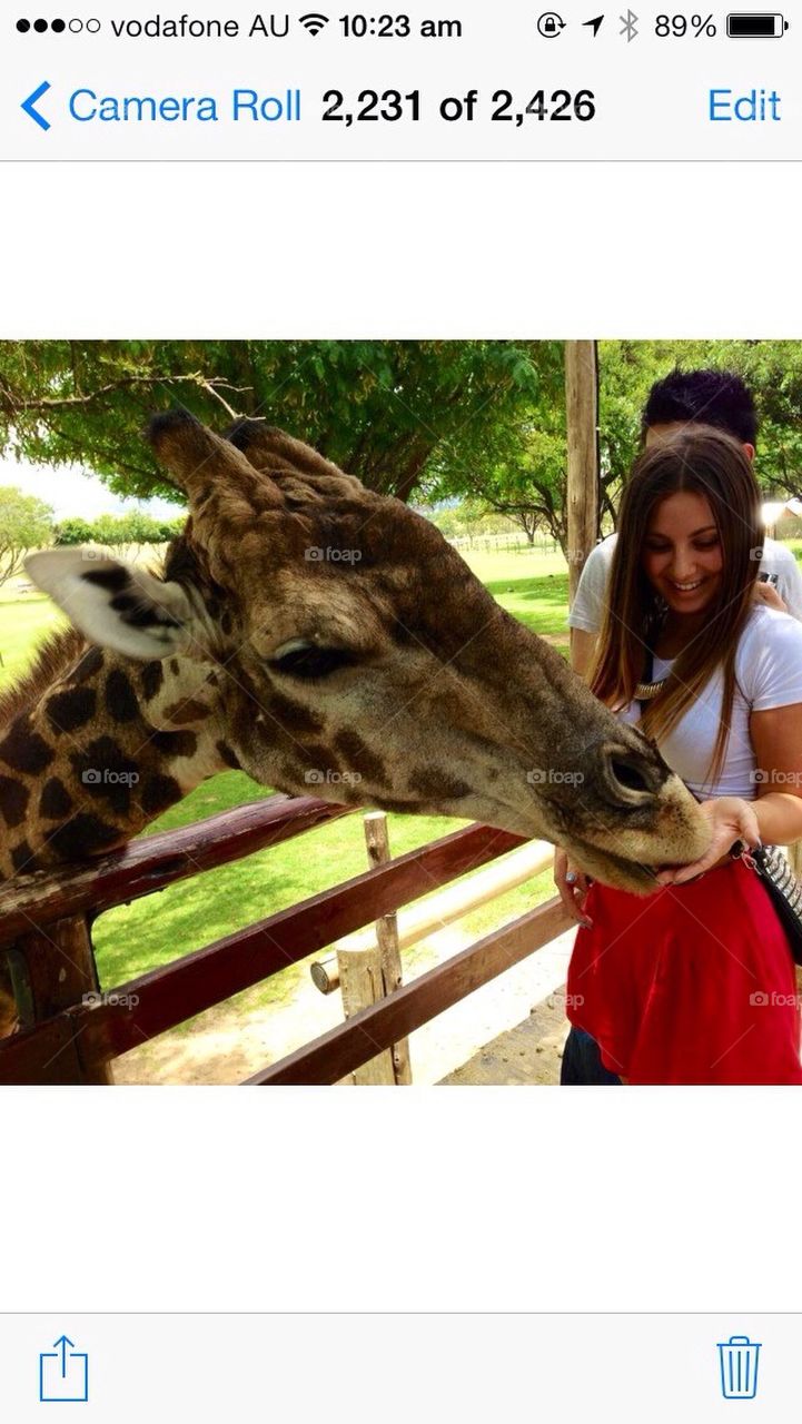 Feeding a Giraffe
