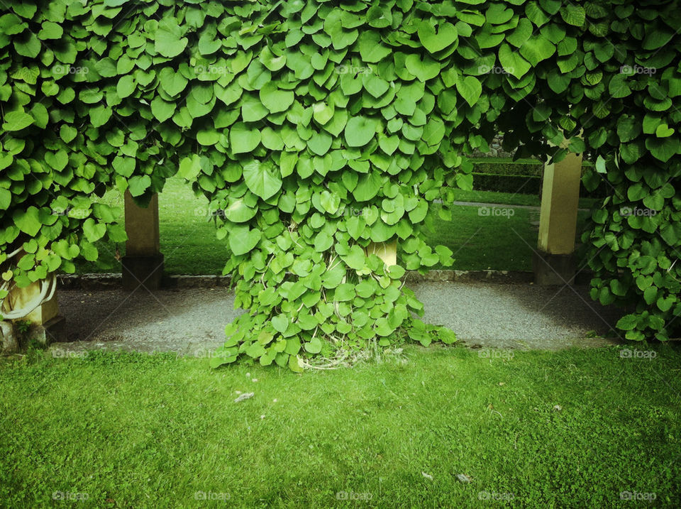 garden leafs gate growing by miamania