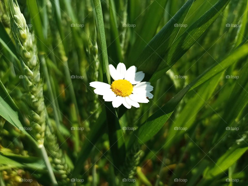 Matricaria chamomilla (synonym: Matricaria recutita), commonly known as chamomile (also spelled camomile), German chamomile, Hungarian chamomile (kamilla), wild chamomile