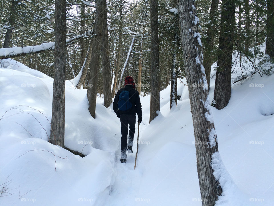 Canadian forest 