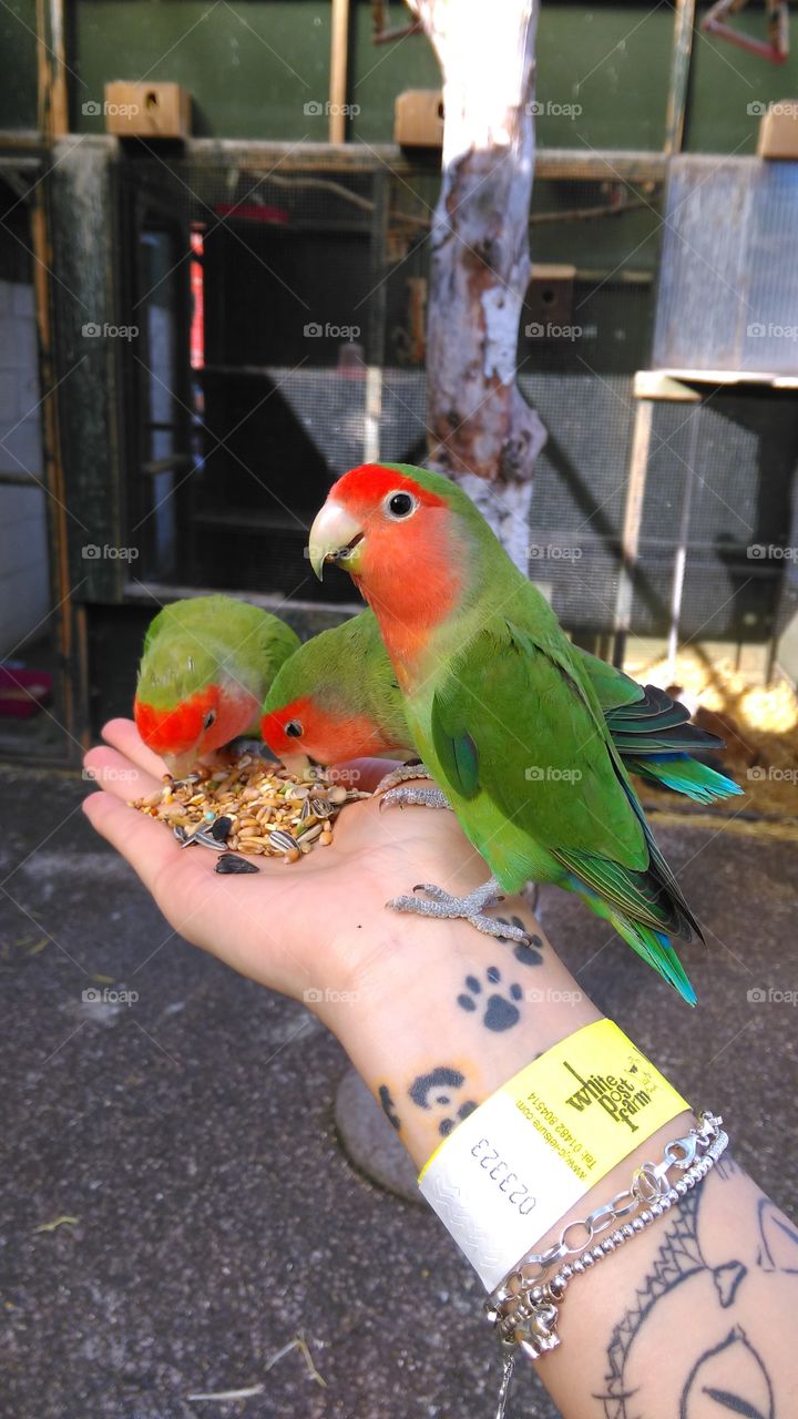 parakeets hand feeding